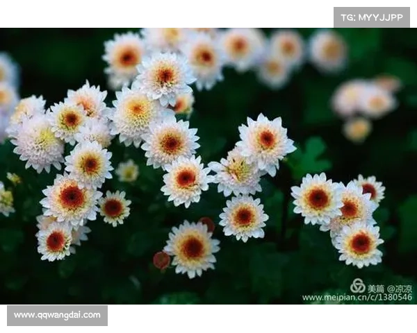 托利索如何突破重围实现职业巅峰进球秘诀与成功之路解析 托利索如何突破重围实现职业巅峰进球秘诀与成功之路解析